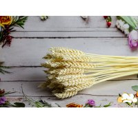 Колосок пшениця відбілена (5 шт)
