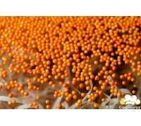 Сахарный нонпарель оранжевый (95 грамм)