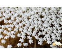 Snowflake white sugar (75 grams)
