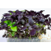 Basil 