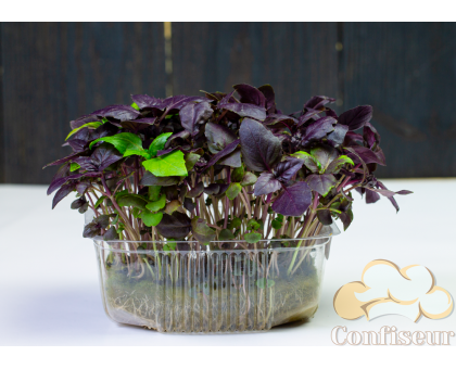 Basil 