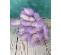 Сухоцвіт "Лагурус" пурпурний 5шт