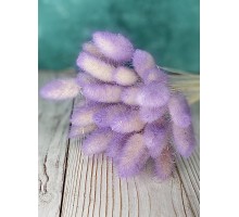 Сухоцвет "Лагурус" пурпурный 5шт