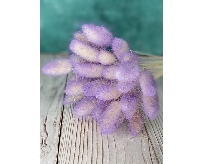 Сухоцвіт "Лагурус" пурпурний 5шт