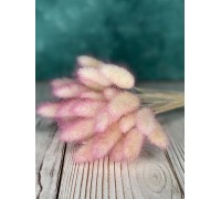 Сухоцвіт "Лагурус" рожевий 5шт