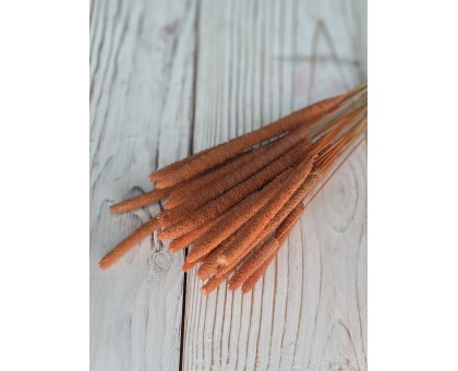 Dried flowers 