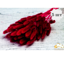 Сухоцвіт 