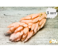 Сухоцвіт 