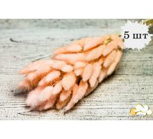 Сухоцвіт 