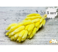 Сухоцвіт 