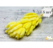 Сухоцвіт 