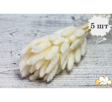 Сухоцвіт 