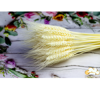 Колосок пшениця відбілена ВУСАТА (5 шт.)