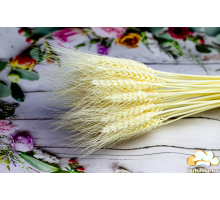 Колосок пшениця відбілена ВУСАТА (5 шт.)