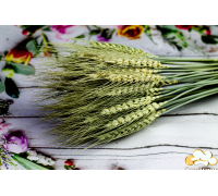 Колосок пшениця натуральна ВУСАТА (5 шт)