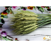 Колосок пшениця натуральна ВУСАТА (5 шт)