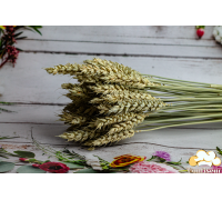 Колосок пшениця натуральна (5 шт.)