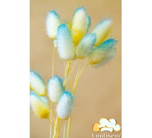 Dry flower "Lagurus" yellow-blue 5 pcs