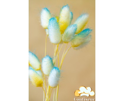 Сухоцвіт "Лагурус" жовто-блакитний 5шт