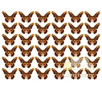 Waffle picture 