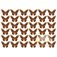 Вафельна картинка "Метелики"-6