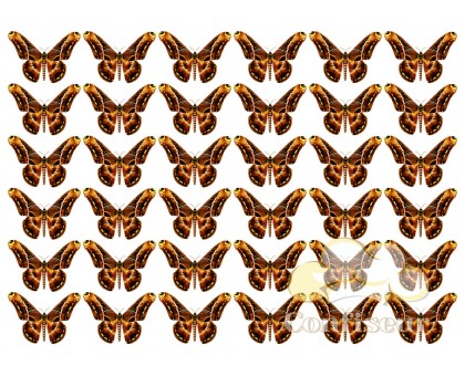 Waffle picture 